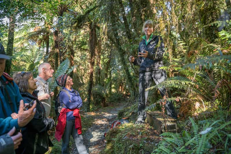 Milford Sound: Half-Day Guided Milford Track Walk | GetYourGuide