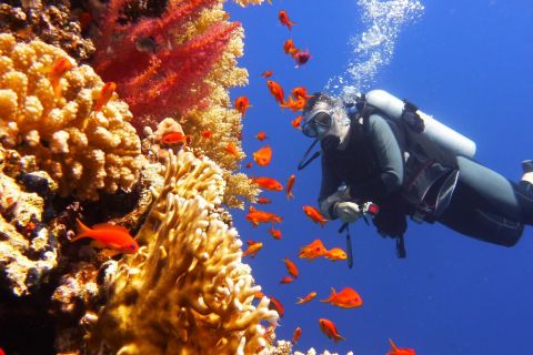 Small Group: Maithon Private Island Scuba Dive or Snorkeling