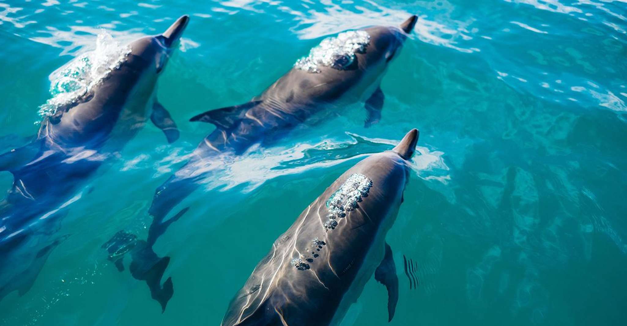 Khasab, Khor Sham Croisière d'une demi-journée avec snorkeling et dauphins - Hizvo