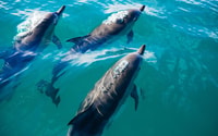 Khasab, Khor Sham Croisière d'une demi-journée avec snorkeling et dauphins - Hizvo