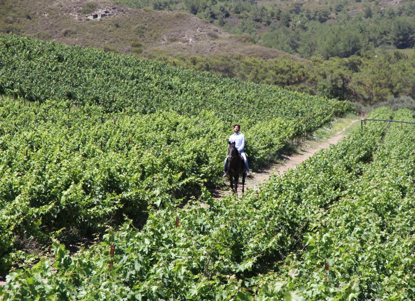 Rhodos: Madlavningskursus og vinsmagning