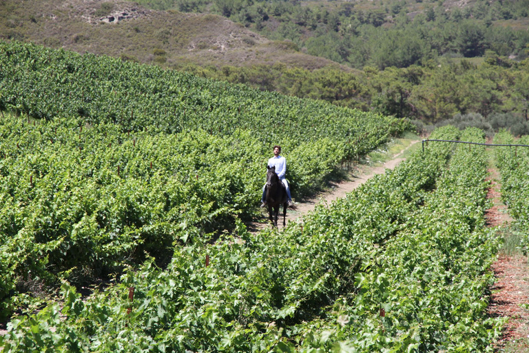 Rhodes: Cooking Class and Wine Tasting Experience