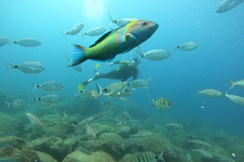 Tenerife: Beginners Scuba Dive in Puerto Colon Turtle Area