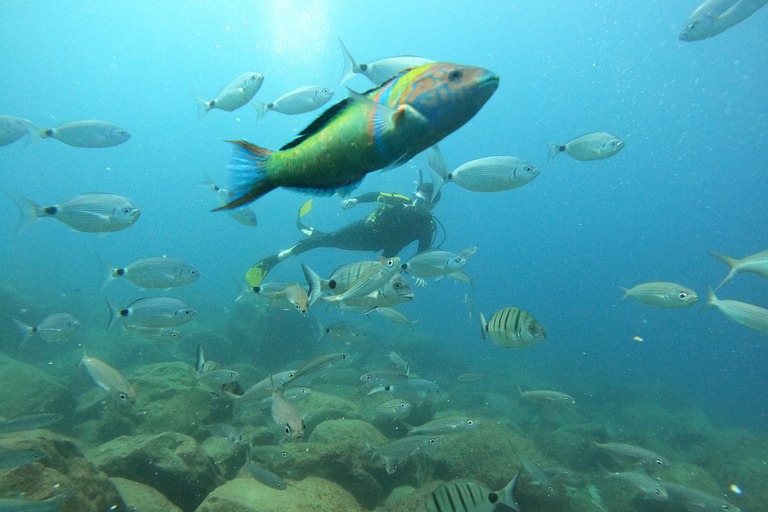 Tenerife: Beginners Scuba Dive in Puerto Colon Turtle Area