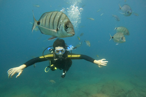 Tenerife: Beginners Scuba Dive in Puerto Colon Turtle Area