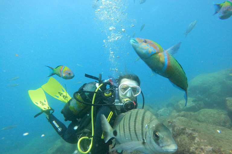 Tenerife: Beginners Scuba Dive in Puerto Colon Turtle Area