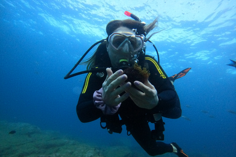 Tenerife: Beginners Scuba Dive in Puerto Colon Turtle Area