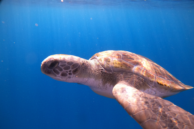 Tenerife: Beginners Scuba Dive in Puerto Colon Turtle Area