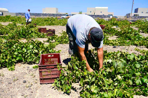 Santorini: Tour of Wineries with Wine Tasting &amp; FoodSunset Tour