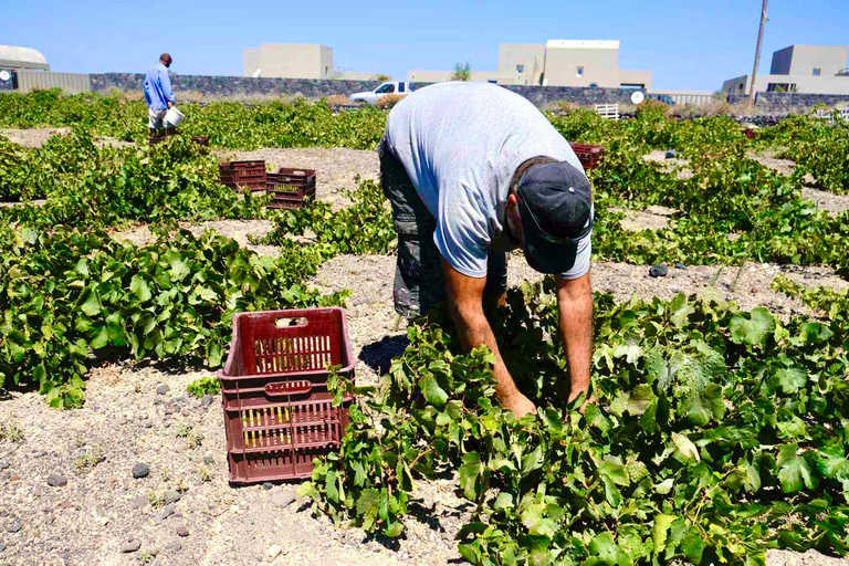 Santorini: Rundtur på vingårdar med vinprovning och matSolnedgångstur