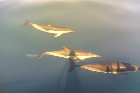 Dolphin Safari, caves & Algarve coastline