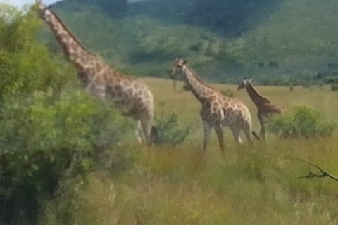 Johannesburg, Park Narodowy Krugera 8 dni