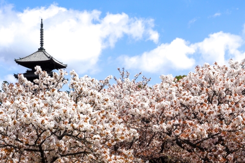 Kioto: Templo Ninna-ji con Entrada al Palacio y Jardín de GotenOmuro Hana Matsuri (Festival de los Cerezos en Flor)