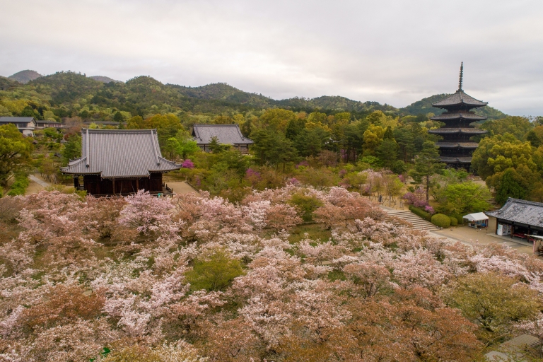 Kioto: świątynia Ninna-ji z pałacem Goten i biletem do ogroduOmuro Hana Matsuri (Festiwal Kwitnącej Wiśni)