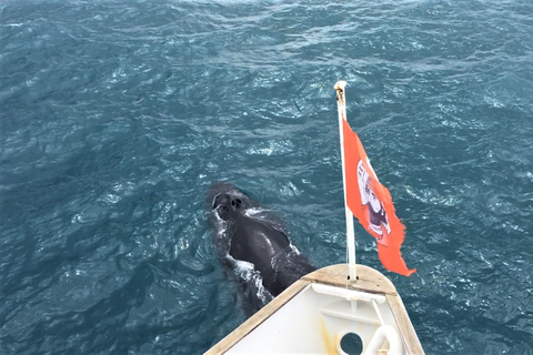 Reykjavik : Observation des baleines dans la baie de Faxaflói et spectacle de lave en direct