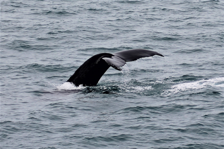 Reikiavik: Avistamiento de Ballenas en la Bahía de Faxaflói y Espectáculo de Lava en Vivo