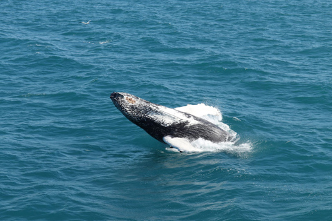 Reykjavik: Whale Watching in Faxaflói Bay & Live Lava Show