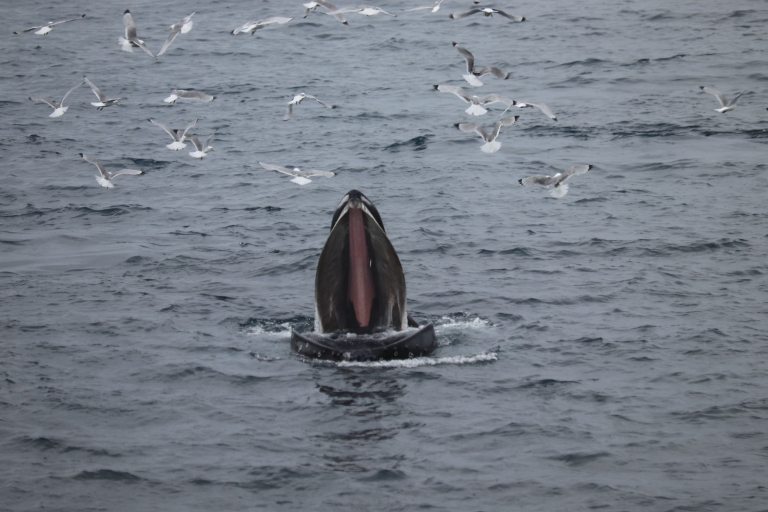 Reikiavik: Avistamiento de Ballenas en la Bahía de Faxaflói y Espectáculo de Lava en Vivo