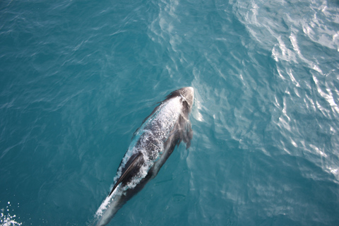 Reykjavik : Observation des baleines dans la baie de Faxaflói et spectacle de lave en direct