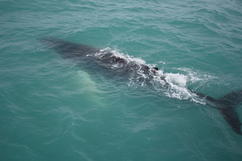 Reykjavik: Whale Watching in Faxaflói Bay &amp; Live Lava Show