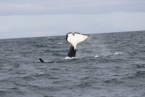 Reykjavik : Observation des baleines dans la baie de Faxaflói et spectacle de lave en direct