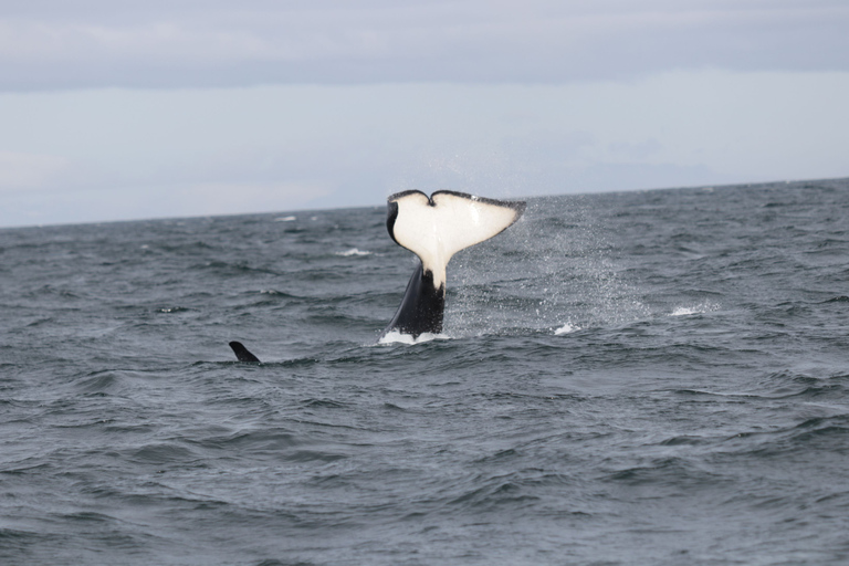 Reykjavik: osservazione delle balene nella baia di Faxaflói e spettacolo di lava dal vivo