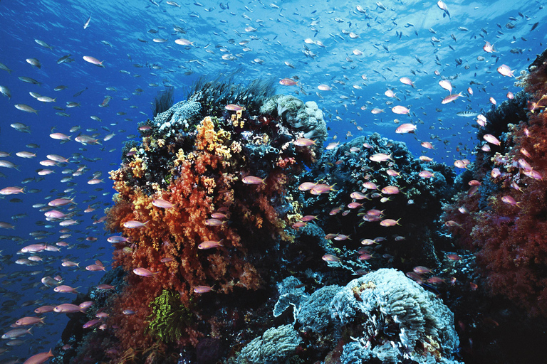 Hurghada: All-Inclusive Elite VIP Dolphin House & Massage Including Transfer from Hurghada