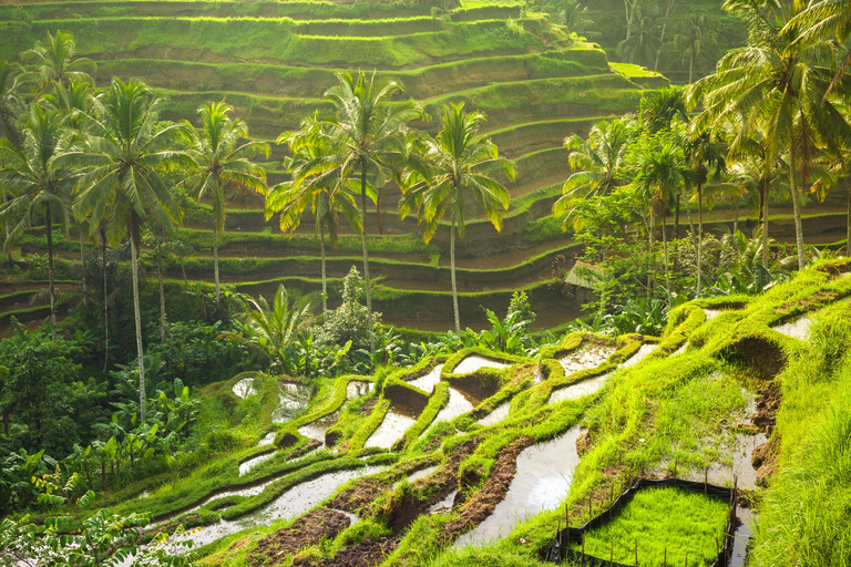 Bali: punti salienti di Ubud di 8 ore e viaggio al tramonto nel tempio di Tanah LotTour privato con trasferimento in hotel