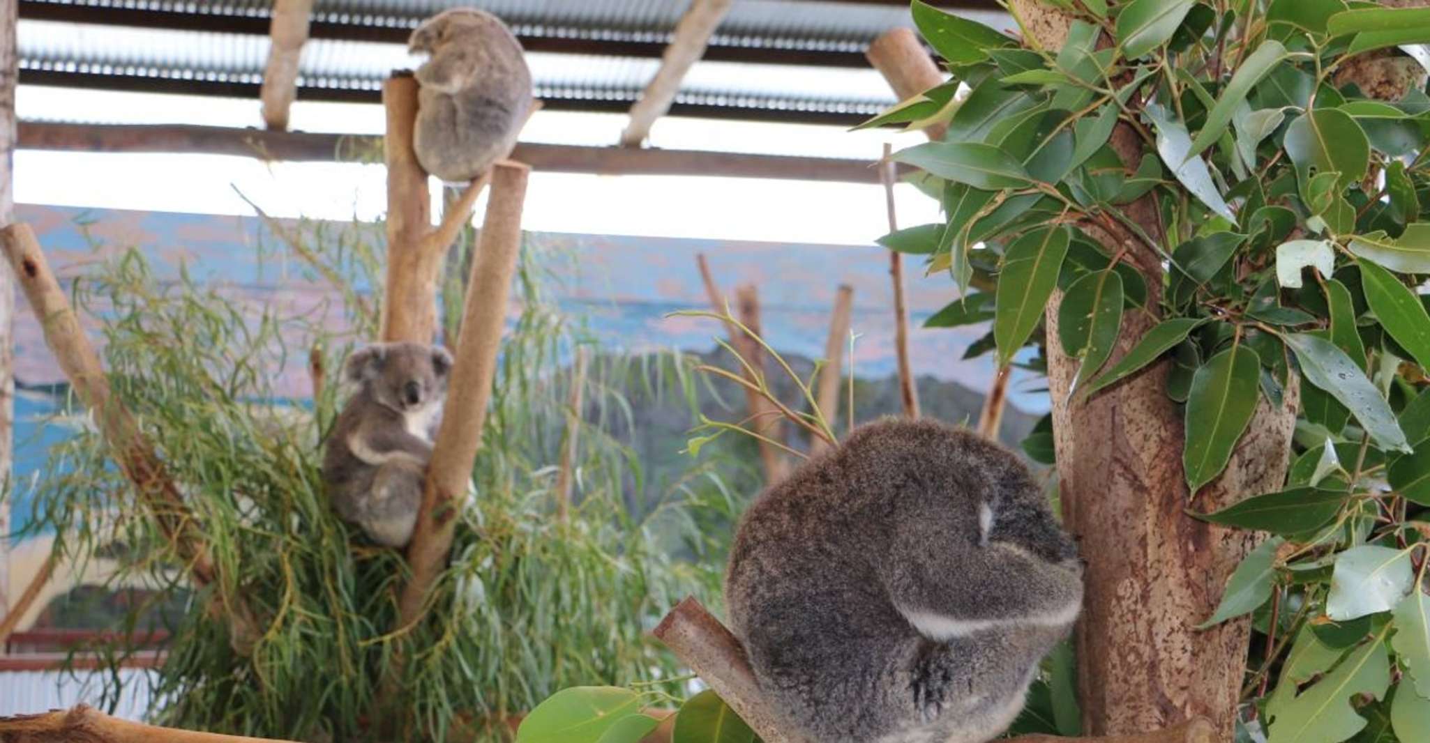 Da Sydney, Blue Mountains, Scenic World & Sydney Zoo Tour - Hizvo