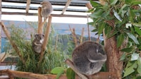 Desde Sydney, Blue Mountains, Scenic World & Sydney Zoo Tour - Hizvo