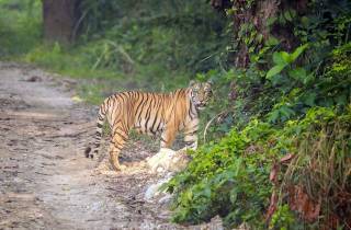 Kathmandu: 3-tägige Chitwan Dschungel-Safari Tour mit Mahlzeiten