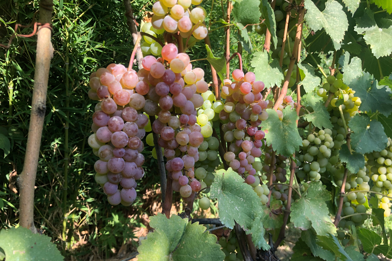 Kahketi Excursión de un día con cata de vinos y almuerzo