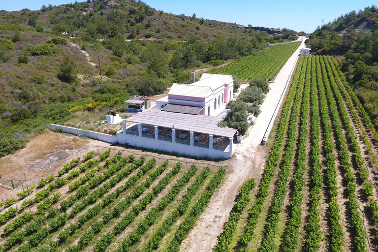 Vini di Rodi: Degustazione tradizionale di vini nei vigneti