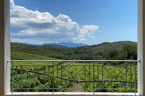 Vini di Rodi: Degustazione tradizionale di vini nei vigneti