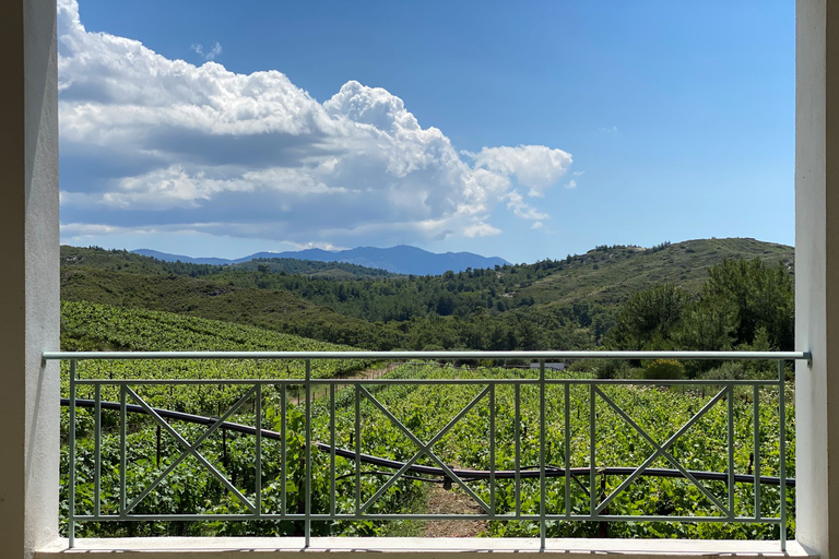 Vini di Rodi: Degustazione tradizionale di vini nei vigneti