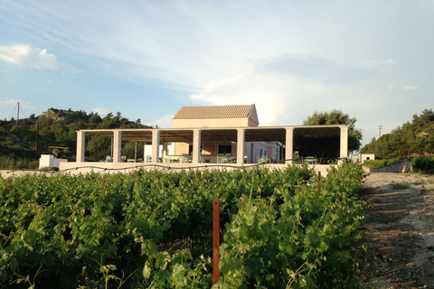 Vini di Rodi: Degustazione tradizionale di vini nei vigneti