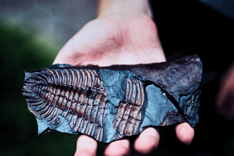 Fossil Tour