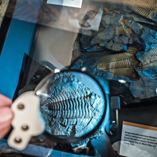 Fossil Guided Tour GetYourGuide