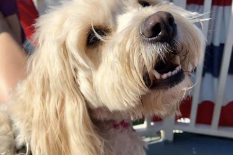 Boston: hondvriendelijke havencruise van 1,5 uur