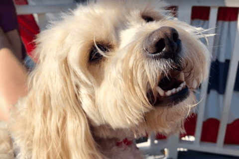 Boston: malowniczy rejs po porcie (przyjazny psom)Boston: Rejs widokowy po porcie (przyjazny psom)