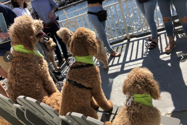 Boston : croisière d'une heure et demie dans le port pour chiens