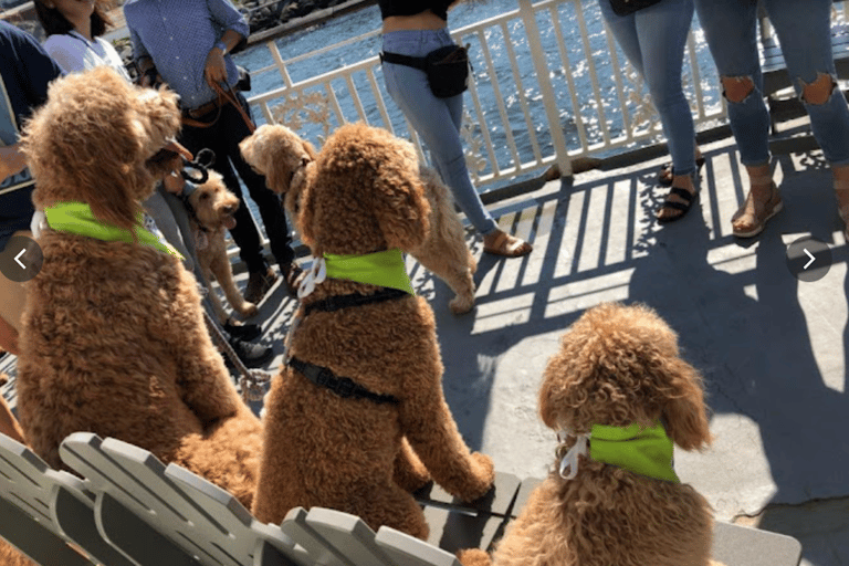 Boston: malowniczy rejs po porcie (przyjazny psom)Boston: Rejs widokowy po porcie (przyjazny psom)