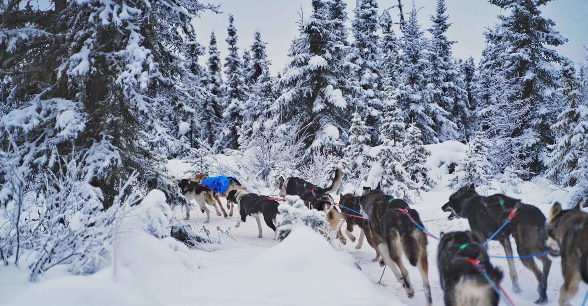Fairbanks, Malamute Dog Sledding Tour mit Transport - Hizvo