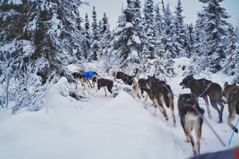 Fairbanks : Excursion en traîneau à chiens avec transport