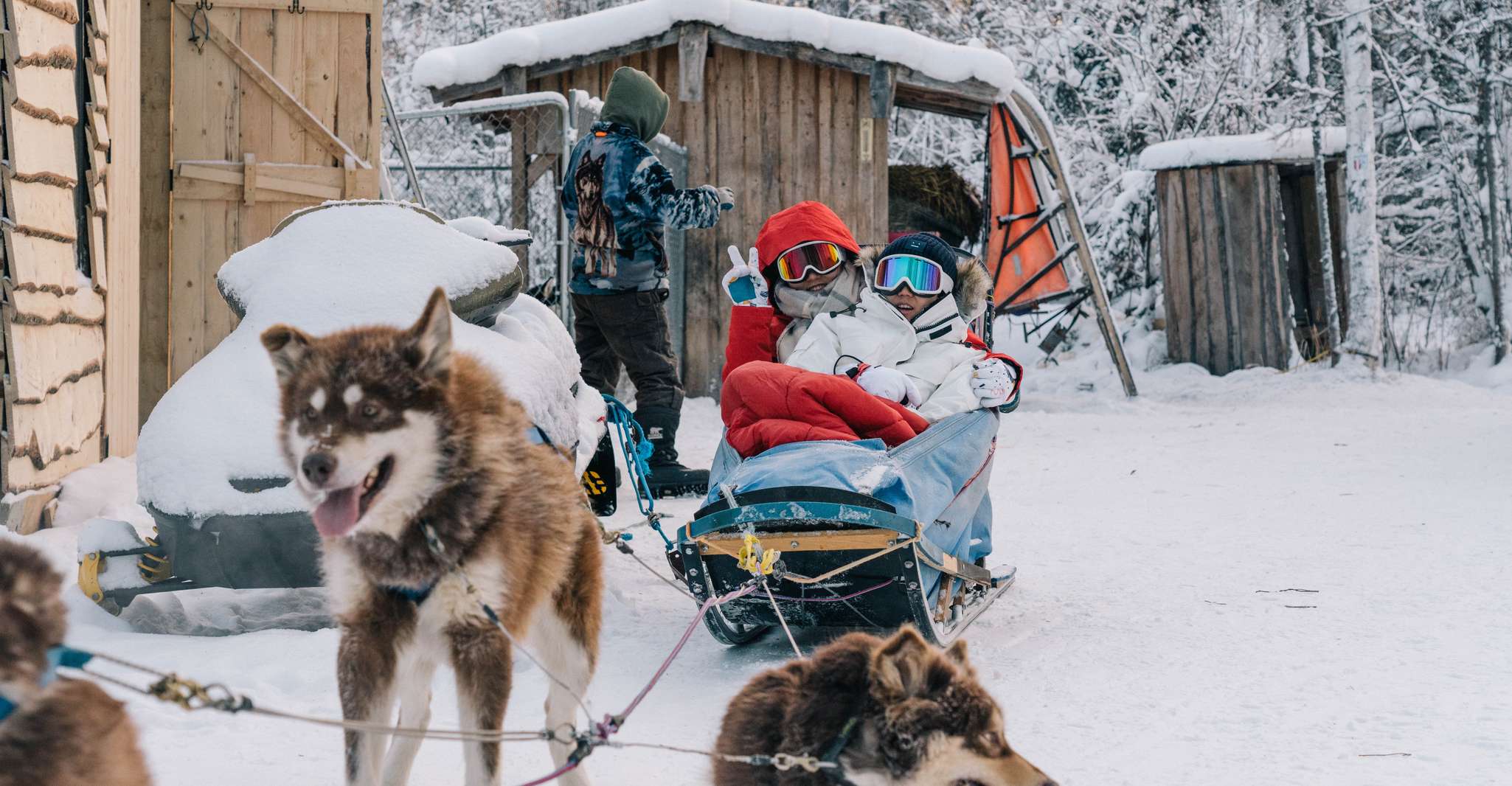 Fairbanks, Malamute Dog Sledding Tour mit Transport - Hizvo