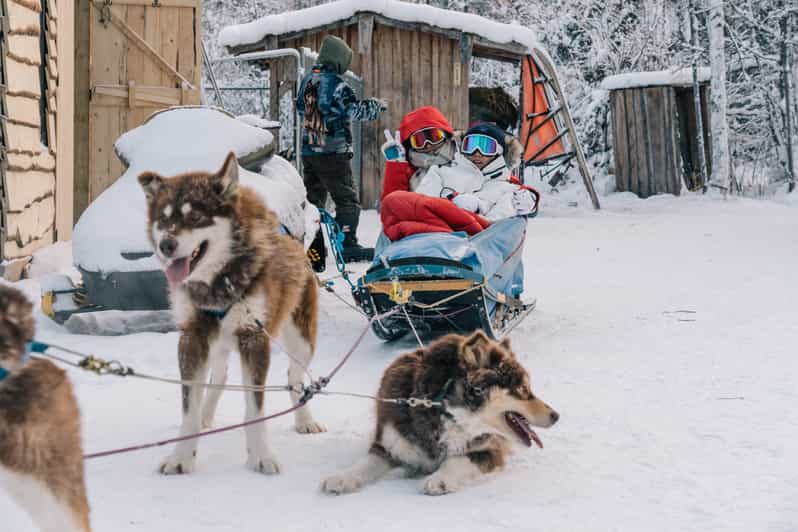 Fairbanks Dog Sledding Adventure Tour with Transportation GetYourGuide