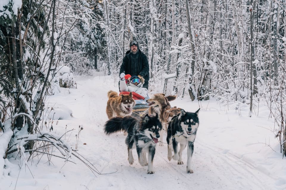 Fairbanks, Malamute Dog Sledding Tour mit Transport - Hizvo