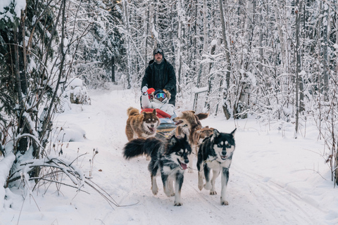 Fairbanks: Excursión en trineo tirado por perros con transporte