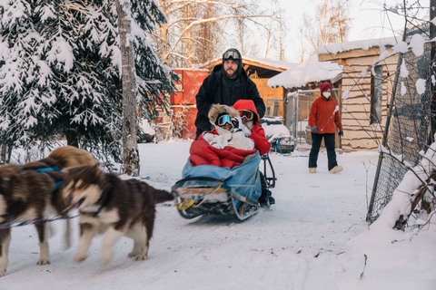 Fairbanks: Excursión en trineo tirado por perros con transporte