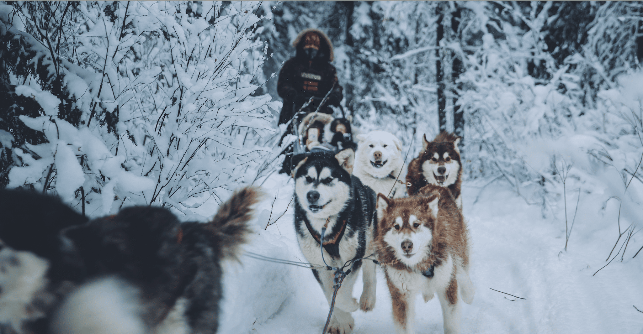 Fairbanks, Malamute Dog Sledding Tour mit Transport - Hizvo